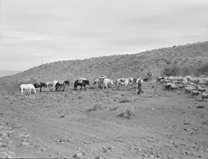 1939 Idaho Pack Train Print by Dorothea Lange
