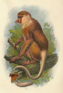 The Proboscis Monkey, 1897. Artist: Henry Ogg Forbes The Proboscis Monkey, 1897. Artist: Henry Ogg Forbes