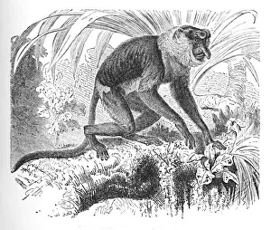 Proboscis Monkey, c1900. Artist: Helena J. Maguire Proboscis Monkey, c1900. Artist: Helena J. Maguire