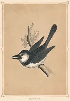 Puff Bird, (Bucconidae), c1850, (1856) Puff Bird, (Bucconidae), c1850, (1856)
