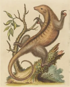 Pygmy Anteater, 1755. Creator: George Edwards Pygmy Anteater, 1755. Creator: George Edwards