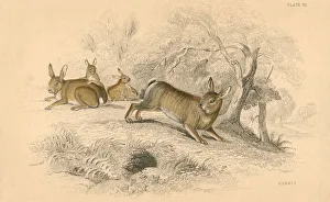 William MacGillivray Artwork Prints: Rabbit (Oryctolagus cuniculus), 1828