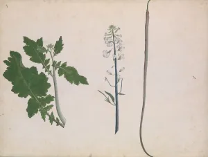A Radish Plant, Seed, and Flower, late 18th century. Creator: Unknown A Radish Plant, Seed, and Flower, late 18th century. Creator: Unknown
