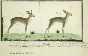Rijksmuseum Heritage Images Prints: Raphicerus campestris (Steenbok), 1777-1786. Creator: Robert Jacob Gordon