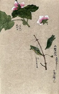 Raspberry Plant Stems with Chrysalis Print