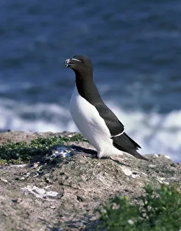 Razorbill Bird Prints: Razorbill