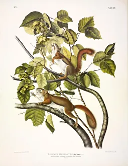 North American Quadrupeds Prints: Red Squirrel, Sciurus Hudsonius, 1845