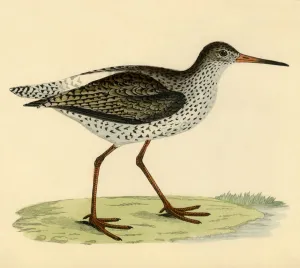 Redshank, late 19th century. Creator: Unknown Redshank, late 19th century. Creator: Unknown