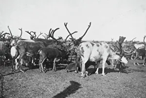 Alaskan Wildlife Photography Prints: Reindeer, between c1900 and c1930. Creator: Unknown