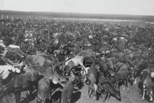 Reindeer Print, c1900-1930