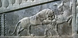 Related Images Collection: Relief of a bull being attacked by a lion, the Apadana, Persepolis, Iran