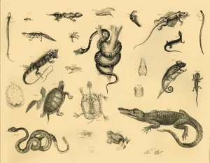 Black And White Illustration Prints: Reptiles, c1910. Creator: Unknown