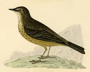 Rock Pipit, late 19th century. Creator: Unknown Rock Pipit, late 19th century. Creator: Unknown