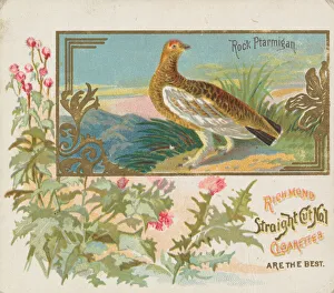 Rock Ptarmigan, from the Game Birds series (N40) for Allen & Ginter Cigarettes Rock Ptarmigan, from the Game Birds series (N40) for Allen & Ginter Cigarettes