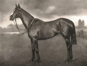 Edwardian Era Animal Art Prints: Ross, 1911. Creator: Unknown