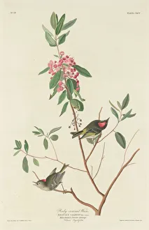 Ruby-crowned Wren, 1834. Creator: Robert Havell Ruby-crowned Wren, 1834. Creator: Robert Havell