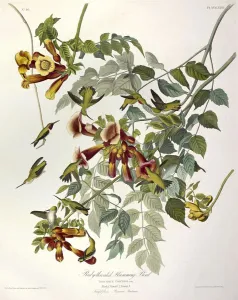 Ruby Throated Humming Bird, Trochilus Colubris, 1845 Ruby Throated Humming Bird, Trochilus Colubris, 1845