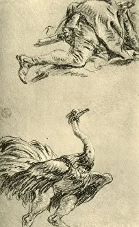 A running Ostrich, 1752-1753, (1928). Artist: Giovanni Battista Tiepolo A running Ostrich, 1752-1753, (1928). Artist: Giovanni Battista Tiepolo