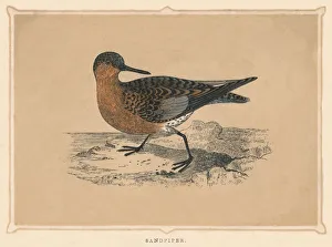 Sandpiper, (Scolopacidae), c1850, (1856) Sandpiper, (Scolopacidae), c1850, (1856)