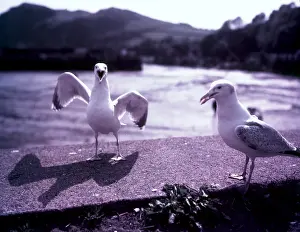 British Birds Photography Prints: Seagulls, Ilfracombe, Devon, c1955. Creator: Arthur Charles Kirby Ware