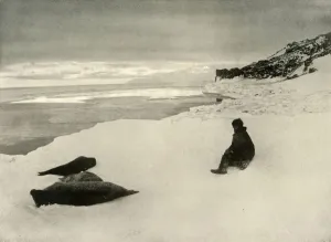 Ernest Shackleton Prints: Seals at the Ice-Edge, c1908, (1909)