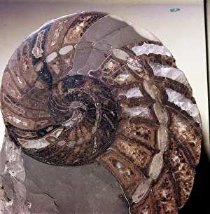 Nautilus Shell Print