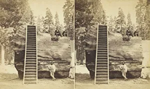 Giant Sequoia Tree Prints: Section of the Original Big Tree, 92 ft. in circumference, 1870 / 71