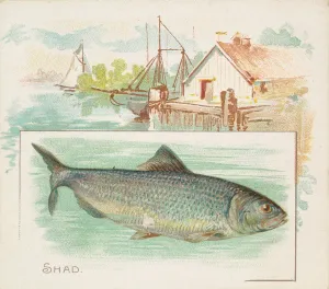 Shad, from Fish from American Waters series (N39) for Allen & Ginter Cigarettes, 1889 Shad, from Fish from American Waters series (N39) for Allen & Ginter Cigarettes, 1889
