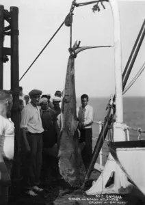 Shark on board the cruise ship Atlantis, caught off Bathurst, Gambia, 20th century Shark on board the cruise ship Atlantis, caught off Bathurst, Gambia, 20th century