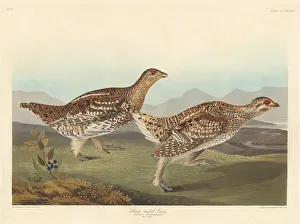 American Ornithology Illustrations Prints: Sharp-tailed Grous, 1837. Creator: Robert Havell