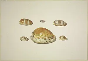 Natural History Drawings Prints: Six shells, including a large yellow one, 17th century. Creator: D Hogh