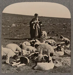 Shepherd And Flock Prints: Shepherd and flock, c1900