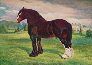 Shire Horse stallion Harold, c1905 (c1910). Artist: Frank Babbage Shire Horse stallion Harold, c1905 (c1910). Artist: Frank Babbage