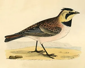 Shore Lark, late 19th century. Creator: Unknown Shore Lark, late 19th century. Creator: Unknown