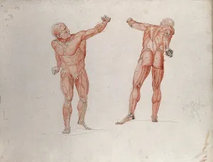 Skeletal and Myologic Structure Print of the Borghese Gladiator