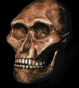 Prehistoric Human Remains Prints: Skull of Australopithecus Africanus