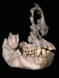 Sivapithecus Sivalensis Skull Print