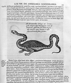 Mythical Beast Prints: Small Dragon Print, 1678