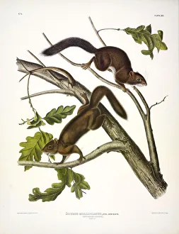 North American Quadrupeds Prints: Soft-haired Squirrel, Sciurus Mollipilosus, 1845