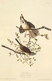The song sparrow. From The Birds of America , 1827-1838. Creator: Audubon The song sparrow. From The Birds of America , 1827-1838. Creator: Audubon