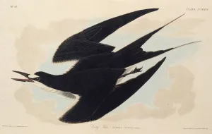 The sooty tern. From The Birds of America , 1827-1838. Creator: Audubon The sooty tern. From The Birds of America , 1827-1838. Creator: Audubon