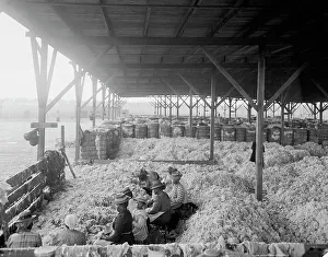 Early 20th Century Farming Practices Prints: Sorting cotton, between 1900 and 1910. Creator: Unknown