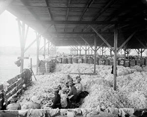Sorting Cotton Print, 1900-1910
