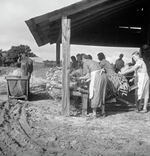 Tobacco Harvest, Hartsville, South Carolina, 1938 Print