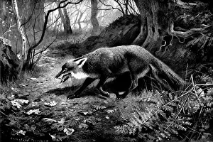 Fox Hunting In Britain Prints: Spent, 1898. Creator: Unknown