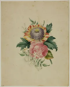 Antique Botanical Drawings Prints: Spray of Flowers, n.d. Creator: Unknown