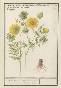 Netherlandish Heritage Images Prints: Spring Adonis (Adonis vernalis), 1596-1610. Creators: Anselmus de Boodt, Elias Verhulst