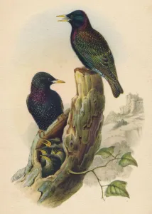 Colorful Passerine Birds Prints: Starling, c19th century