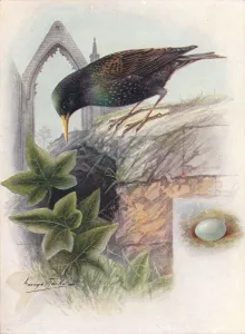 Ornithology Study Prints: Starling - Stur nus vulga ris, c1910, (1910). Artist: George James Rankin