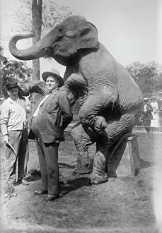 George Grantham Bain Photographer Prints: Stewart & elephant, between c1915 and c1920. Creator: Bain News Service
